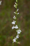 Pale lobelia